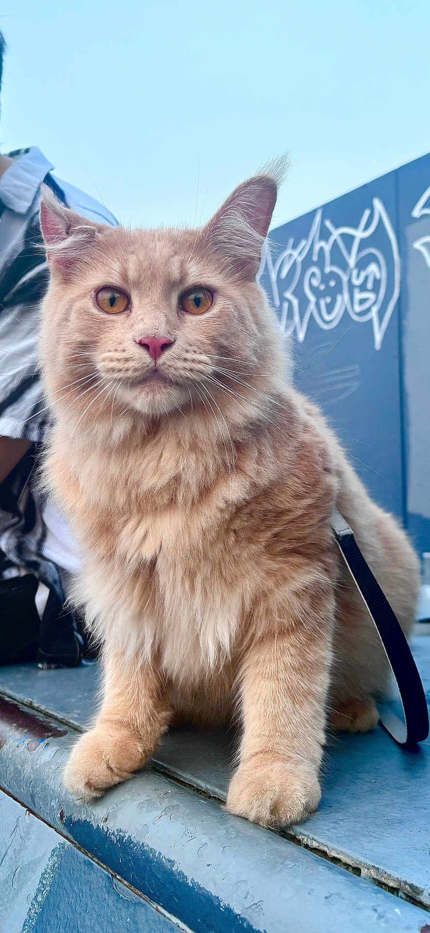 Thor is registered to the contest to win money with this photo: cat, orange_cat, fluffy, pet, animal, outdoor, urban, graffiti, ledge, close_up, whiskers, ears, paws, feline, street, person_in_background, sky, daylight, fur, curious