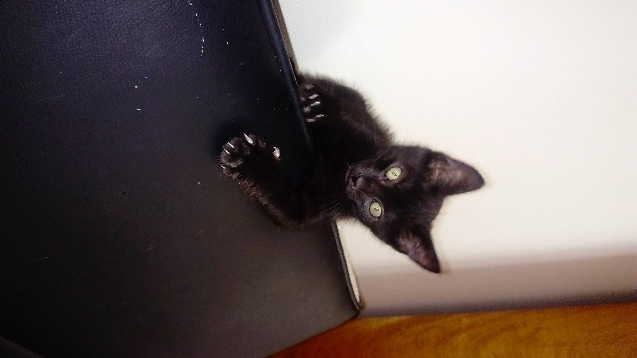 Bambou a rejoint le concours — aidez-le/la à gagner de superbes lots ! black_cat, bombay, carnivore, cat, claw, darkness, domestic_short_haired_cat, felidae, flooring, fur, gesture, hardwood, plant, room, shadow, small_to_medium_sized_cats, tail, whiskers, wood