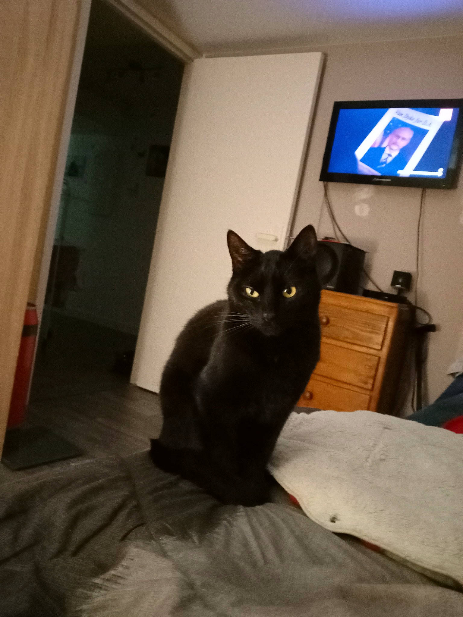 Bambou participe au concours pour gagner de l'argent avec cette photo : bed, bombay, cabinetry, carnivore, cat, comfort, domestic_short_haired_cat, door, felidae, floor, flooring, fur, grey, hardwood, small_to_medium_sized_cats, tail, television, whiskers, window, wood