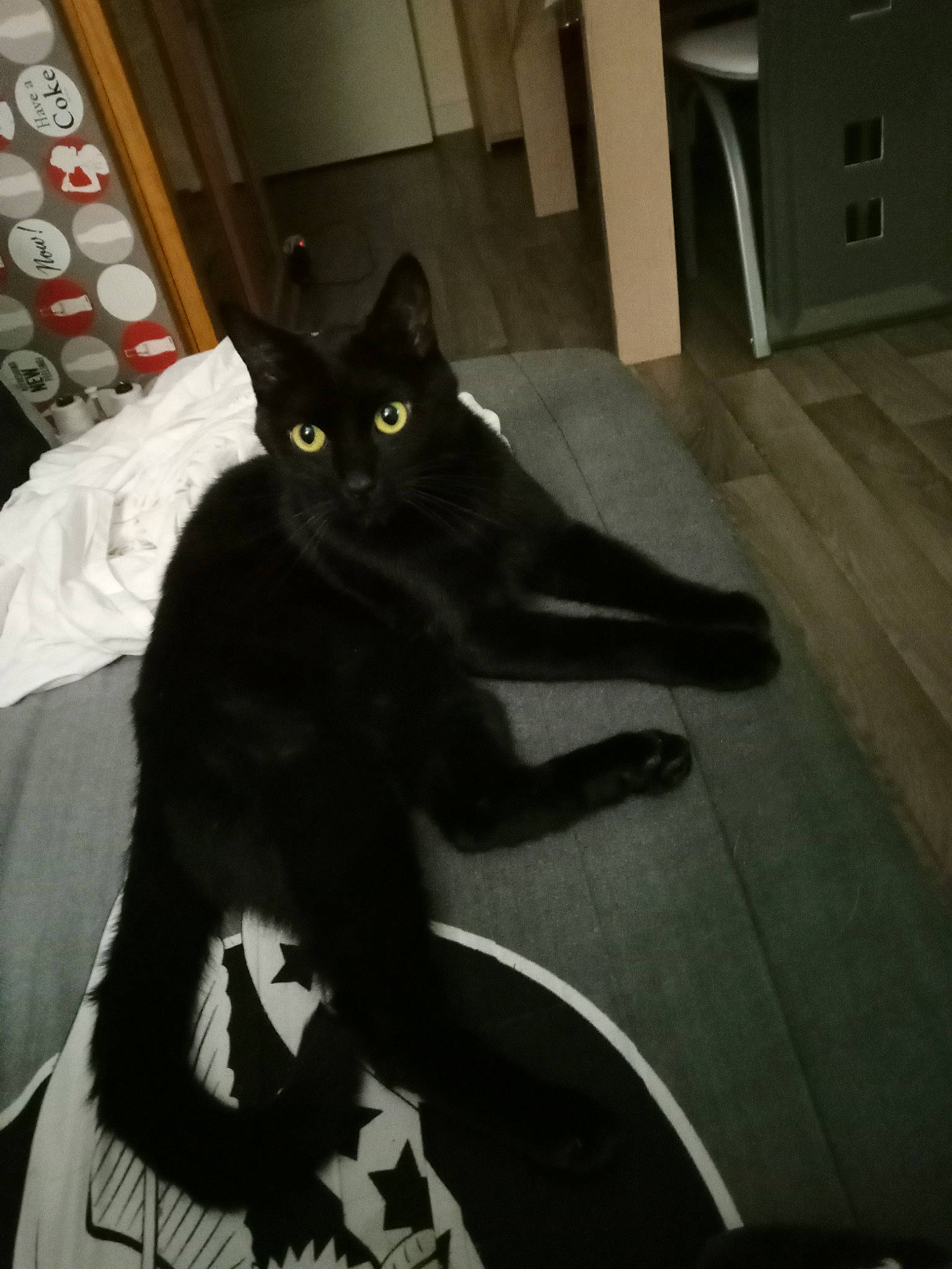 Bambou participe au concours pour gagner de l'argent avec cette photo : black_cat, bombay, carnivore, cat, claw, comfort, domestic_short_haired_cat, felidae, flooring, formal_wear, fur, grey, hardwood, room, shadow, sitting, small_to_medium_sized_cats, snout, tail, whiskers