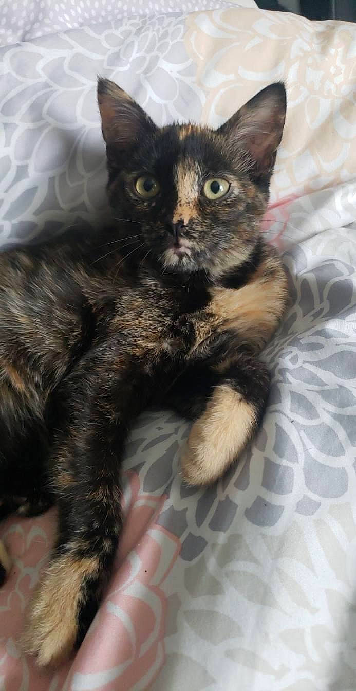 Carter is registered to the contest to win money with this photo: carnivore, cat, cat_supply, claw, comfort, domestic_short_haired_cat, felidae, foot, fur, paw, sitting, small_to_medium_sized_cats, snout, tail, terrestrial_animal, whiskers