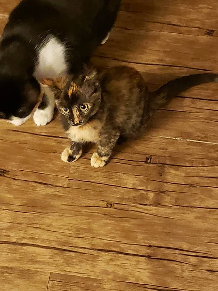 Carter is registered to the contest to win money with this photo: carnivore, cat, claw, comfort, domestic_short_haired_cat, felidae, floor, flooring, fur, hardwood, paw, plank, small_to_medium_sized_cats, snout, tail, varnish, whiskers, wood, wood_flooring, wood_stain