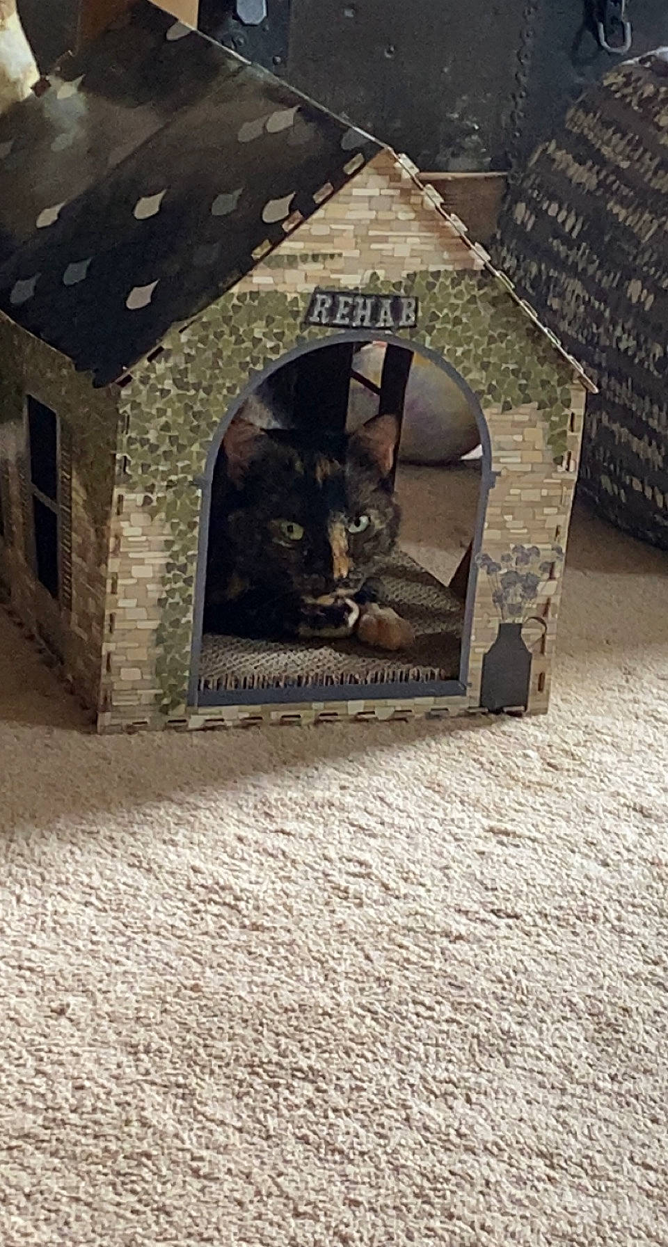 Carter joined the competition — help win amazing prizes! arch, art, brick, building, carnivore, cat, concrete, domestic_short_haired_cat, felidae, flooring, grey, metal, pet_supply, road_surface, small_to_medium_sized_cats, snout, tail, tints_and_shades, whiskers, wood