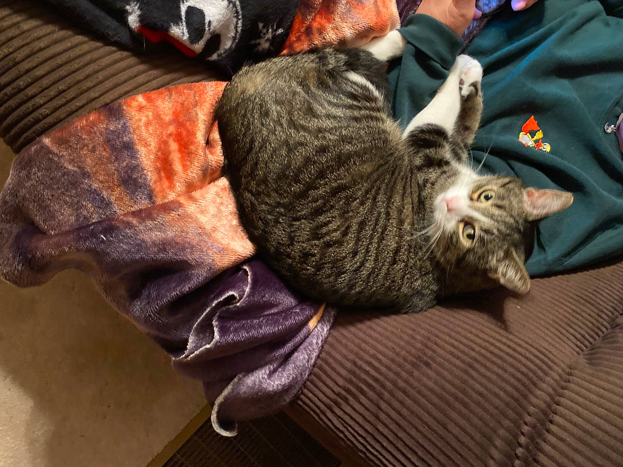 Charles joined the competition — help win amazing prizes! bag, carnivore, cat, claw, comfort, domestic_short_haired_cat, fashion_accessory, felidae, fur, grey, human_leg, lap, nap, paw, sleep, small_to_medium_sized_cats, snout, tail, thread, whiskers