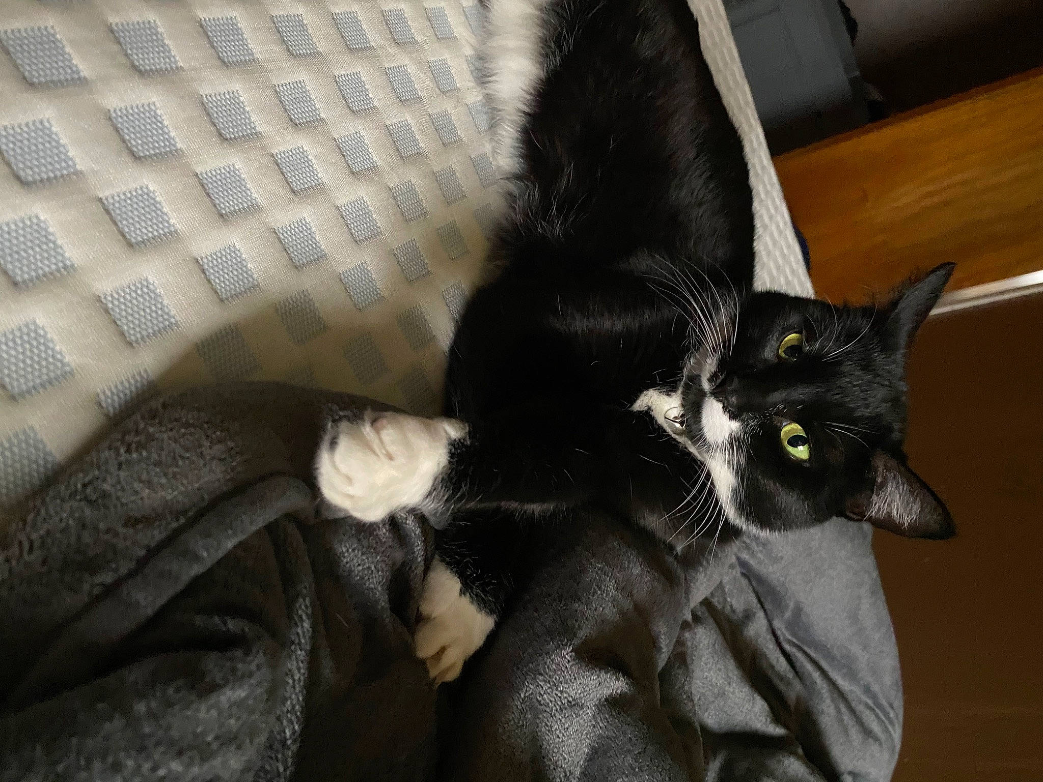 Lizzie is registered to the contest to win money with this photo: black_cat, bombay, carnivore, cat, claw, comfort, couch, domestic_short_haired_cat, felidae, fur, havana_brown, linens, small_to_medium_sized_cats, tail, whiskers