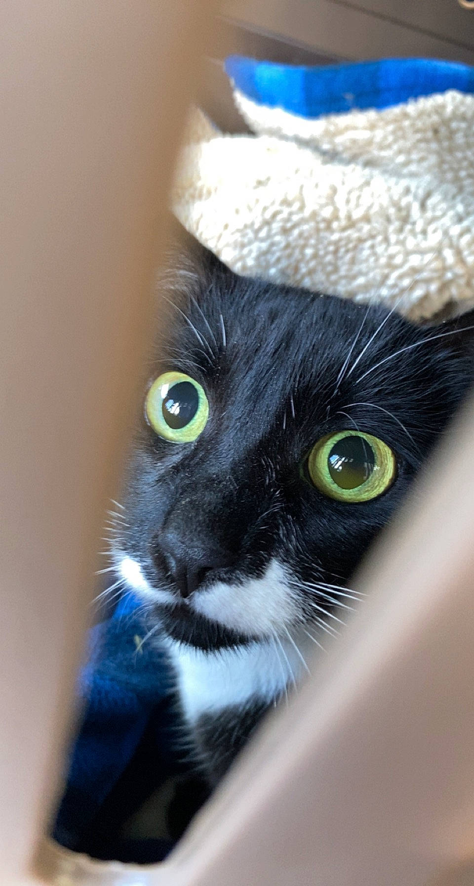 Lizzie joined the competition — help win amazing prizes! black_cat, carnivore, cat, domestic_short_haired_cat, electric_blue, eye, felidae, fur, hat, head, pet_supply, small_to_medium_sized_cats, snout, tail, terrestrial_animal, whiskers, window