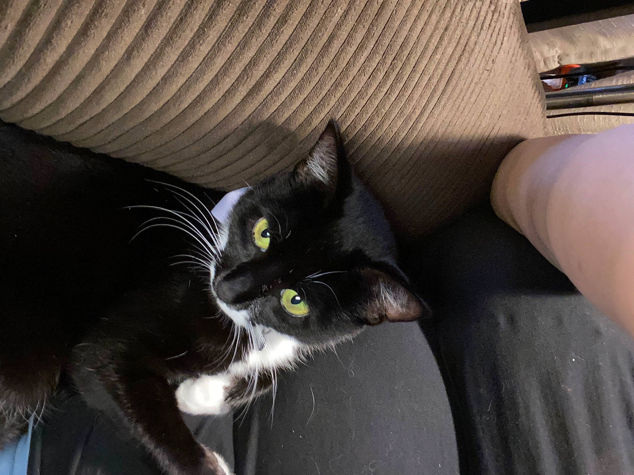 Lizzie is registered to the contest to win money with this photo: black_cat, carnivore, cat, claw, comfort, domestic_short_haired_cat, felidae, fur, grey, hardwood, paw, small_to_medium_sized_cats, snout, tail, whiskers, window, wood
