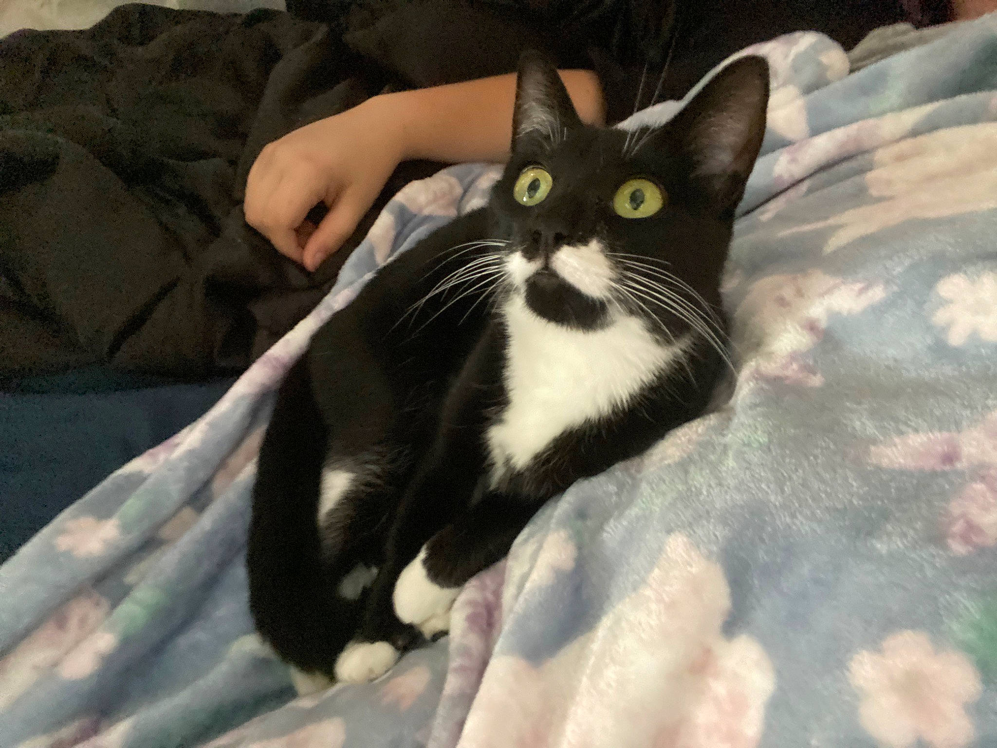 Lizzie is registered to the contest to win money with this photo: carnivore, cat, claw, comfort, domestic_short_haired_cat, eye, felidae, foot, fur, gesture, linens, paw, sitting, small_to_medium_sized_cats, snout, tail, whiskers