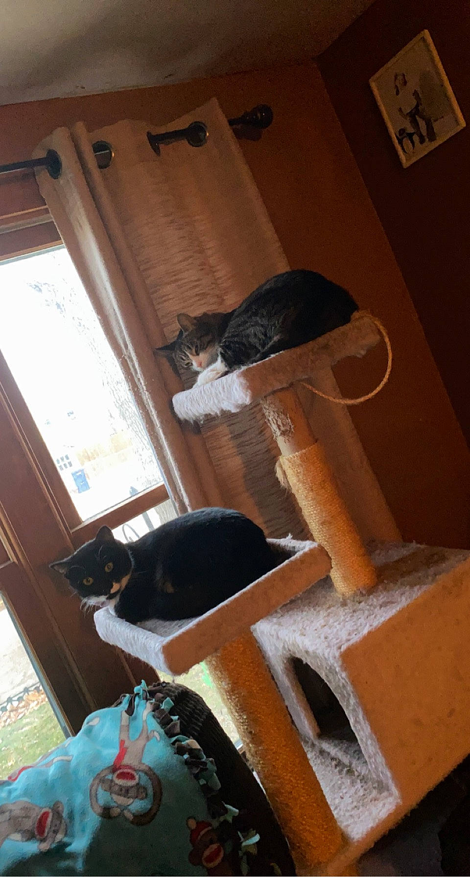 Lizzie joined the competition — help win amazing prizes! brown, carnivore, cat, cat_bed, cat_supply, domestic_short_haired_cat, felidae, flooring, fur, hardwood, paper_product, pet_supply, room, small_to_medium_sized_cats, tail, textile, whiskers, window, wood