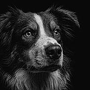 Aiko participe au concours pour gagner de l'argent avec cette photo : dog, portrait, black_and_white, close_up, water_droplets, animal, canine, fur, eyes, face, nostrils, expression, studio, dark_background, detailed, pet, muzzle, whiskers, ears, wet