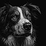 dog, portrait, black_and_white, close_up, water_droplets, animal, canine, fur, eyes, face, nostrils, expression, studio, dark_background, detailed, pet, muzzle, whiskers, ears, wet