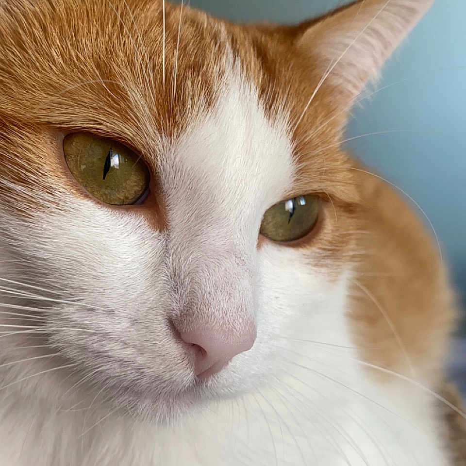 Rajah