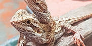 Flash participe au concours pour gagner de l'argent avec cette photo : agama, agamidae, fauna, iguania, lizard, reptile, scaled_reptile