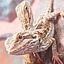 Flash participe au concours pour gagner de l'argent avec cette photo : agama, agamidae, boa_constrictor, close_up, iguania, lizard, reptile, scaled_reptile