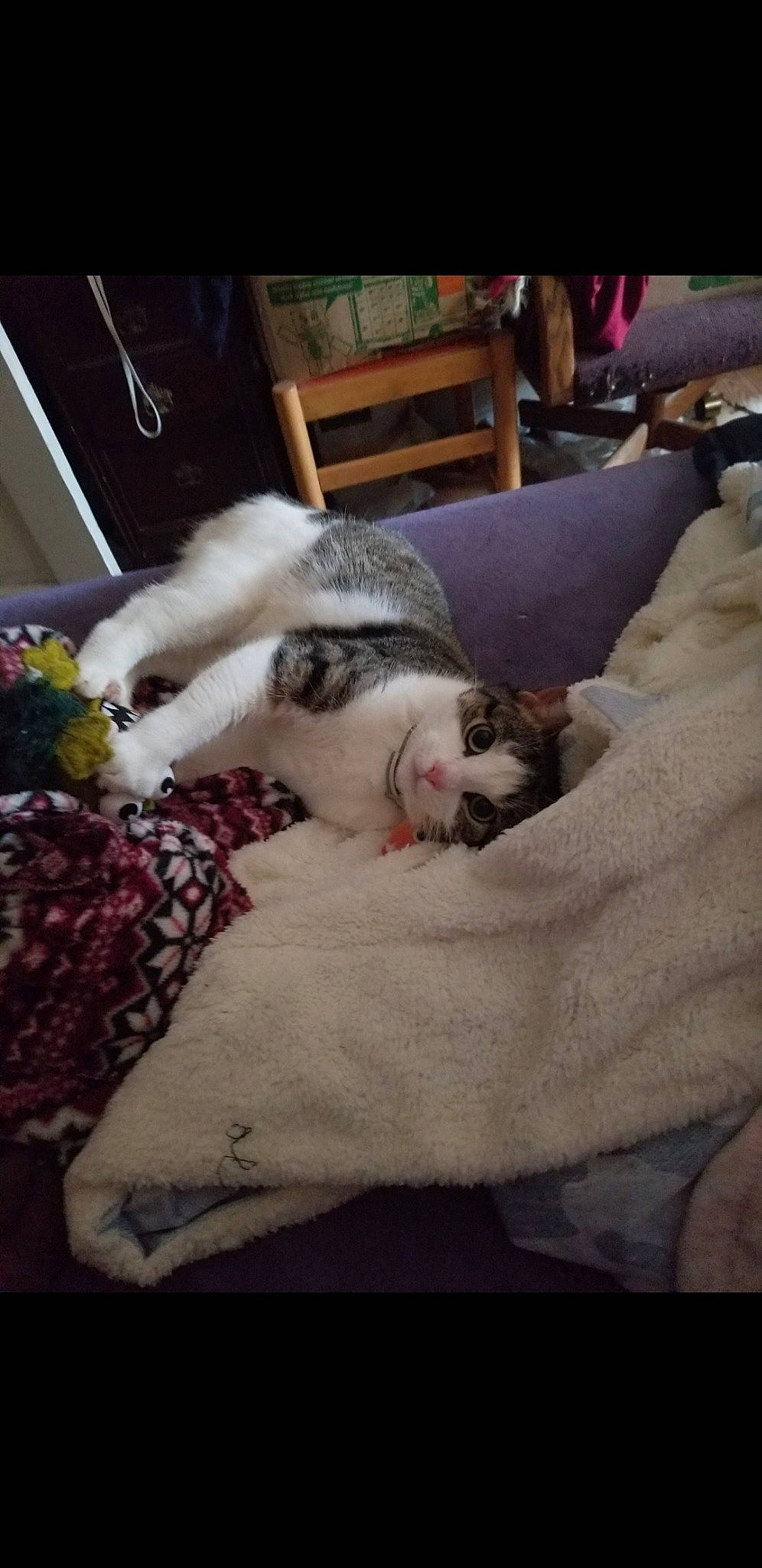 Meow joined the competition — help win amazing prizes! canidae, carnivore, cat, european_shorthair, felidae, fur, kitten, nap, paw, puppy, sleep, small_to_medium_sized_cats, whiskers