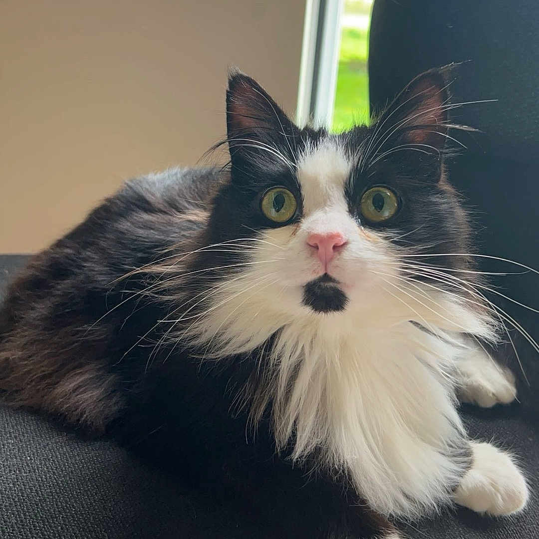 Boli a rejoint le concours — aidez-le/la à gagner de superbes lots ! cat, black_and_white, fluffy, chair, indoor, window, greenery, pet, animal, feline, fur, whiskers, pink_nose, curious, relaxed, sitting, looking, eyes, paw, cozy