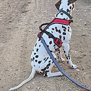 Arcane participe au concours pour gagner de l'argent avec cette photo : animal, back_view, black_and_white, canine, countryside, dalmatian, dirt_road, dog, grass, harness, leash, nature, outdoor, pet, photography, sitting, spotted_coat, standing, trail, walk