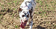 Arcane a rejoint le concours — aidez-le/la à gagner de superbes lots ! animal, collar, dalmatian, dirt, dog, ears, farm, field, happy, nature, outdoor, pet, playful, running, soil, spotted_coat, standing, sunlight, tail, tongue_out