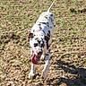 animal, collar, dalmatian, dirt, dog, ears, farm, field, happy, nature, outdoor, pet, playful, running, soil, spotted_coat, standing, sunlight, tail, tongue_out