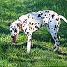 Arcane participe au concours pour gagner de l'argent avec cette photo : animal, black_and_white, canine, collar, dalmatian, dog, grass, lawn, legs, nature, outdoors, park, pet, running, spotted, standing, sunlight, tail, tongue, walking