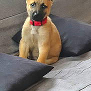 Cash a rejoint le concours — aidez-le/la à gagner de superbes lots ! animal, black_muzzle, brown_fur, couch, cozy, cute, dog, domestic_animal, ears_up, fur, home, indoor, living_room, pet, pillow, puppy, red_collar, resting, sitting, young_dog