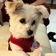 Priss is registered to the contest to win money with this photo: dog, white_dog, pet, red_harness, couch, indoor, fur, ears, animal, cute, leisure, domestic_animal, looking_away, collar, tag, floor, human_arm, slippers, relaxing, home