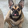 Molly joined the competition — help win amazing prizes! dog, small_dog, tongue_out, ears, floor, tile_floor, pet, cute, looking_up, indoor, animal, companion, brown_fur, black_nose, black_eyes, front_paws, sitting, canine, adorable, domestic_animal