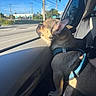 dog, car_interior, window, sunlight, blue_harness, small_dog, side_view, paw, seat, shadow, road, trees, sky, outdoor, daytime, travel, pet, animal, transport, relaxation