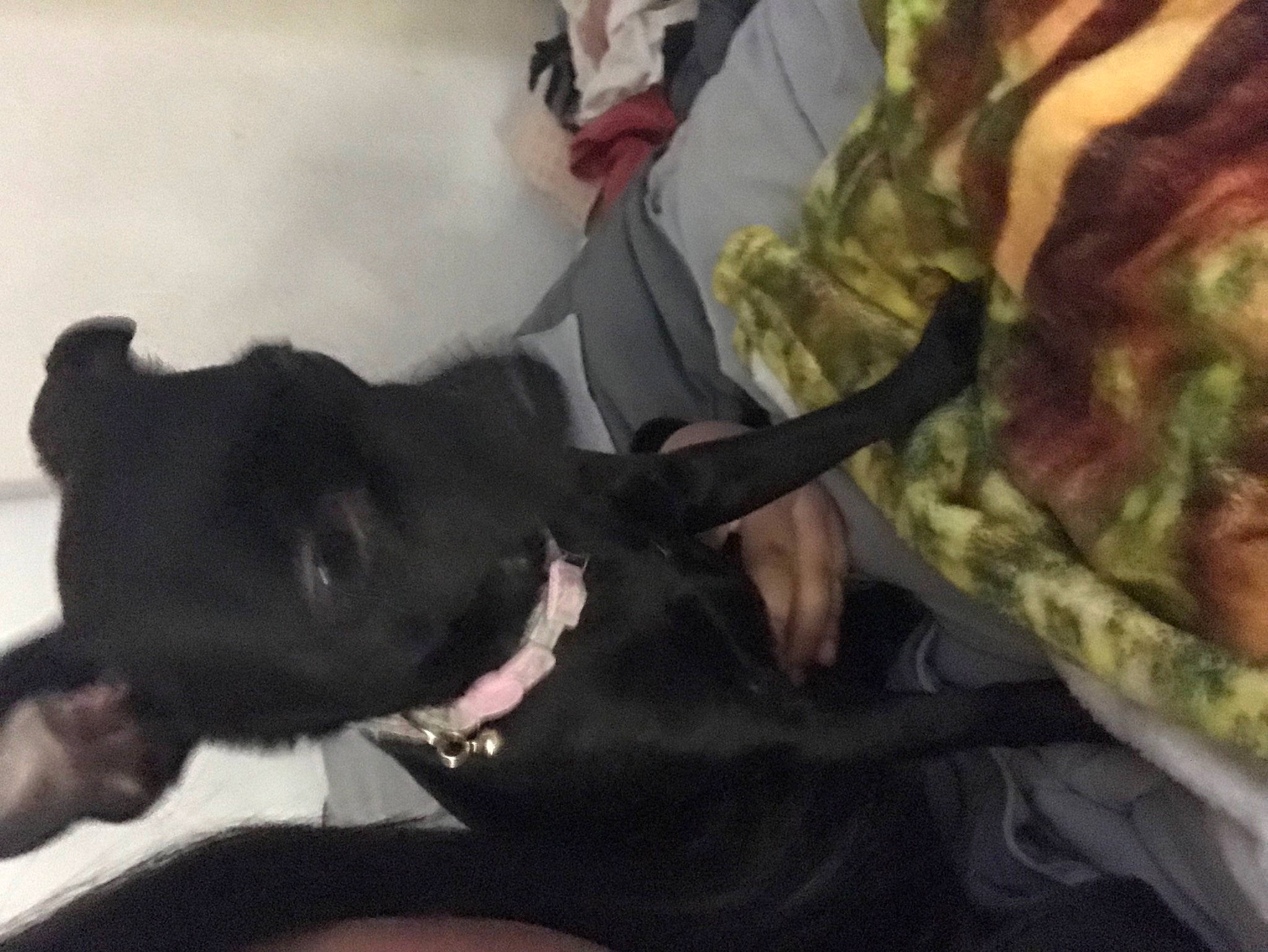 Mamas is registered to the contest to win money with this photo: camouflage, carnivore, comfort, companion_dog, couch, dog, dog_breed, felidae, fur, gesture, guard_dog, hat, linens, military_camouflage, small_to_medium_sized_cats, tail, tree, whiskers