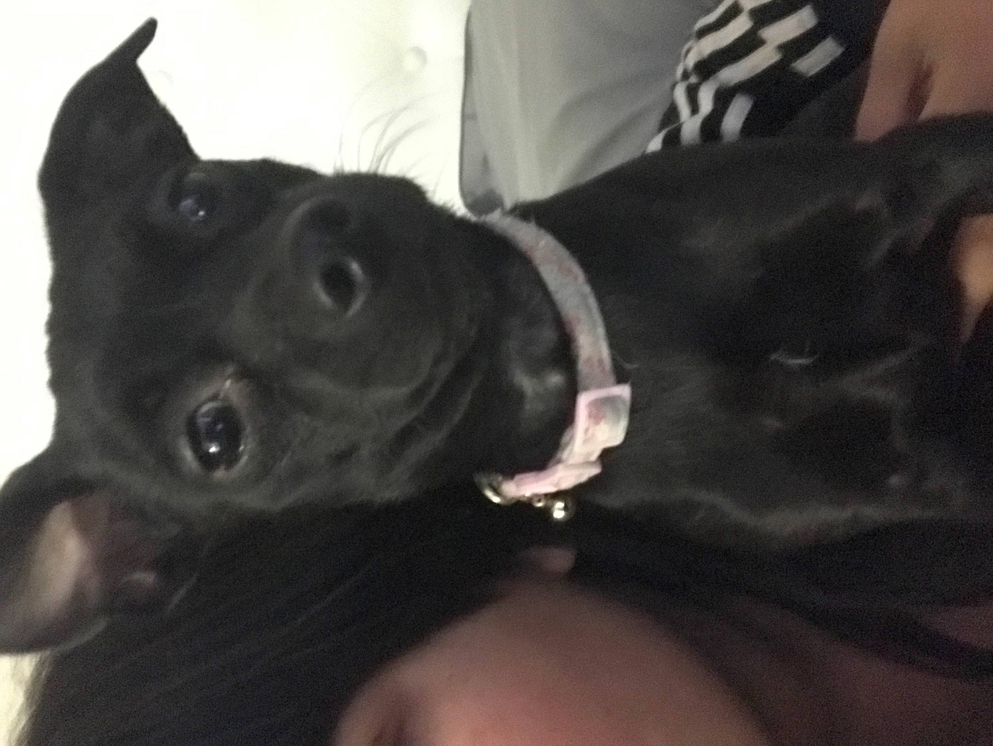 Mamas joined the competition — help win amazing prizes! borador, carnivore, collar, companion_dog, dog, dog_breed, dog_collar, ear, fur, gesture, guard_dog, gun_dog, hunting_dog, liver, non_sporting_group, snout, sporting_group, whiskers, working_animal