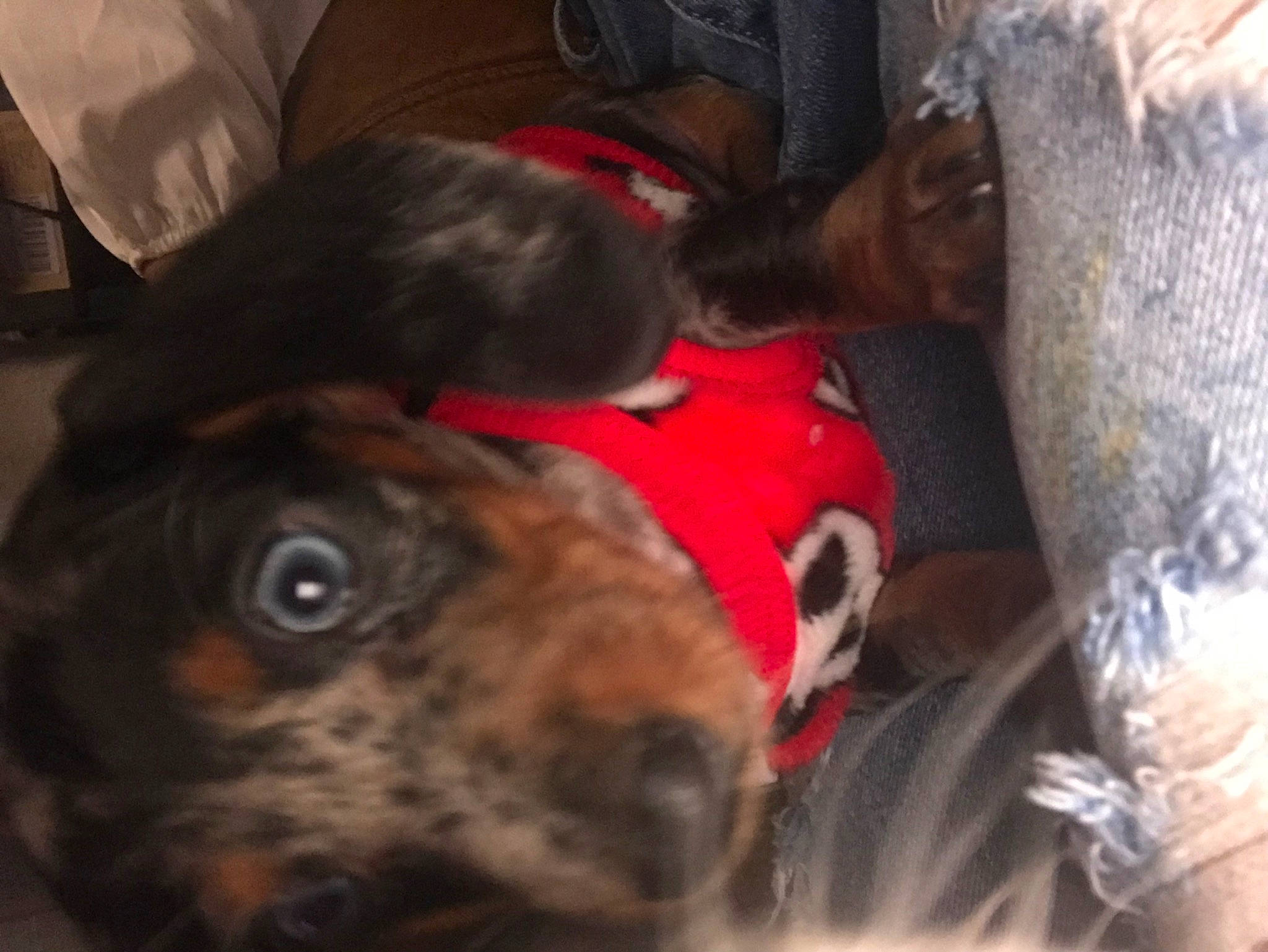 Coco is registered to the contest to win money with this photo: canidae, carnivore, cloud, comfort, companion_dog, dog, dog_breed, ear, fawn, fur, guard_dog, laptop, liver, non_sporting_group, puppy_love, snout, sporting_group, whiskers, working_animal