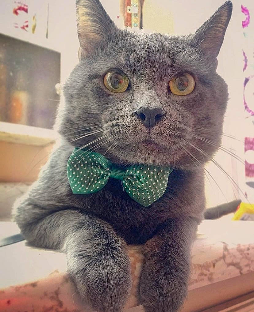 Fuzzy joined the competition — help win amazing prizes! carnivore, cat, domestic_short_haired_cat, ear, felidae, fur, grey, pattern, paw, photo_caption, russian_blue, small_to_medium_sized_cats, snout, terrestrial_animal, whiskers