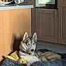 dog, husky, heterochromia, pet_bed, plush_toy, yellow_duck, kitchen, wooden_cabinet, tile_floor, natural_light, relaxing, animal, domestic, canine, indoor, resting, furniture, collar, shadow, cozy