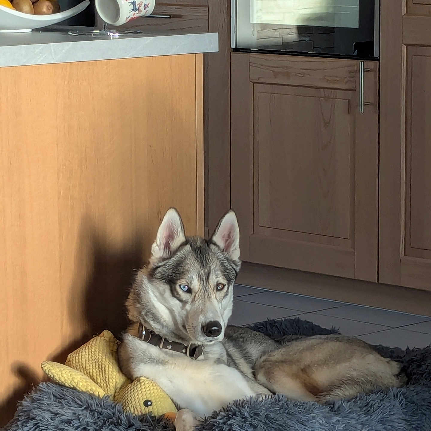 Viking a rejoint le concours — aidez-le/la à gagner de superbes lots ! dog, husky, heterochromia, pet_bed, plush_toy, yellow_duck, kitchen, wooden_cabinet, tile_floor, natural_light, relaxing, animal, domestic, canine, indoor, resting, furniture, collar, shadow, cozy