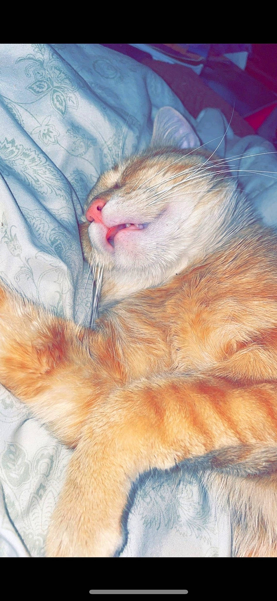 Charmander joined the competition — help win amazing prizes! carnivore, cat, claw, comfort, eye, fawn, felidae, fur, head, iris, leg, nap, paw, rodent, small_to_medium_sized_cats, snout, tail, textile, whiskers, wildlife