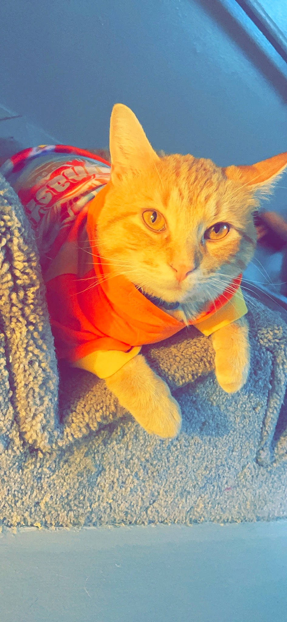 Charmander is registered to the contest to win money with this photo: blue, carnivore, cat, claw, comfort, domestic_short_haired_cat, electric_blue, eye, fawn, felidae, fur, hair, iris, orange, paw, peach, small_to_medium_sized_cats, snout, tail, whiskers