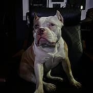 Hatie joined the competition — help win amazing prizes! animal, architecture, armchair, boxer, building, bulldog, canine, chair, couch, dog, frenchbulldog, furniture, indoors, livingroom, pet, pitbull, puppy, room, terrier, whitedog