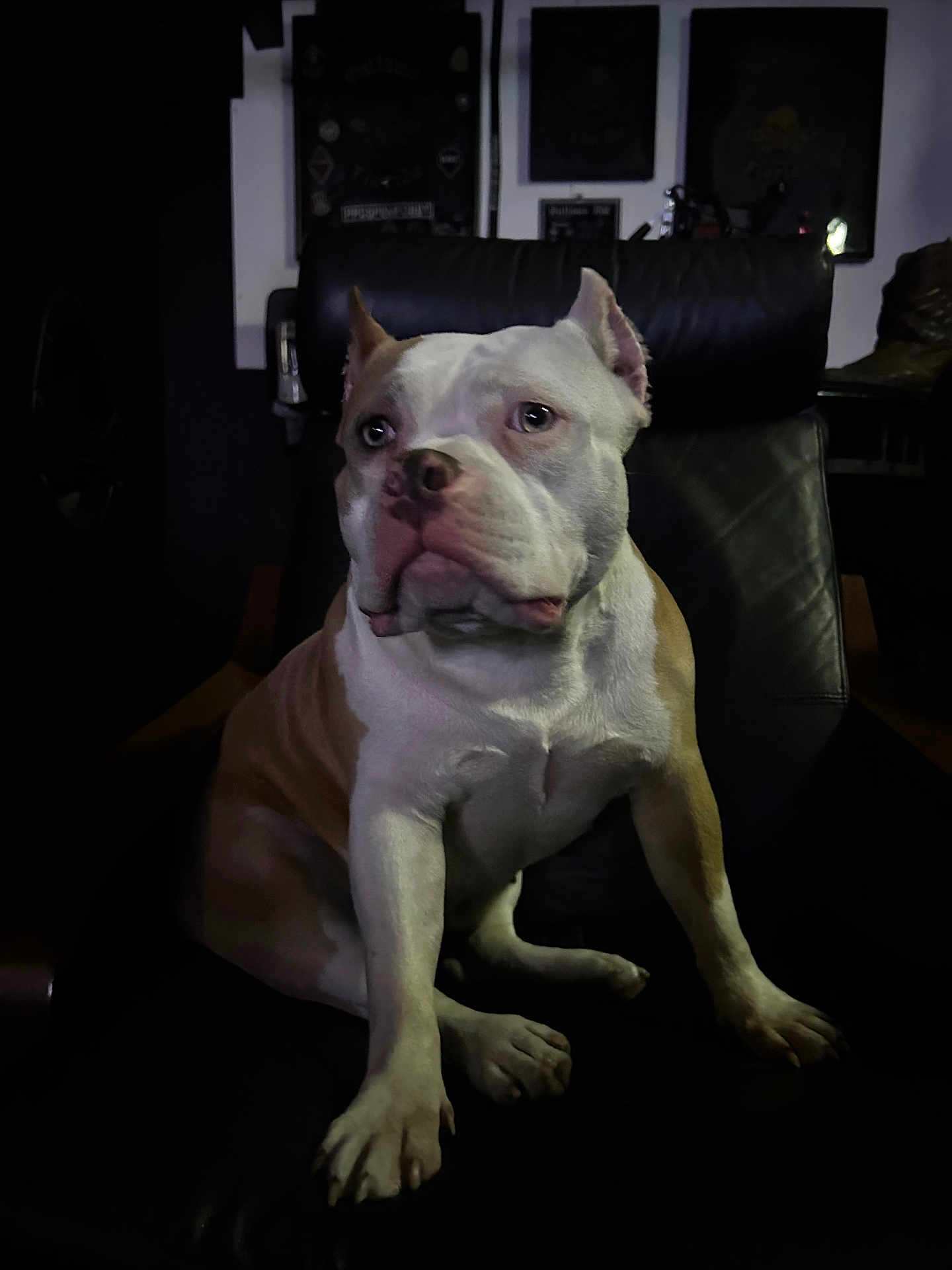 Hatie joined the competition — help win amazing prizes! animal, architecture, armchair, boxer, building, bulldog, canine, chair, couch, dog, frenchbulldog, furniture, indoors, livingroom, pet, pitbull, puppy, room, terrier, whitedog