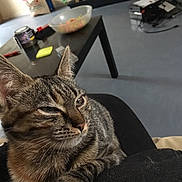 Câline a rejoint le concours — aidez-le/la à gagner de superbes lots ! american_shorthair, cat, cat_like_mammal, claw, domestic_short_haired_cat, dragon_li, european_shorthair, fur, kitten, mammal, small_to_medium_sized_cats, snout, tabby_cat, whiskers