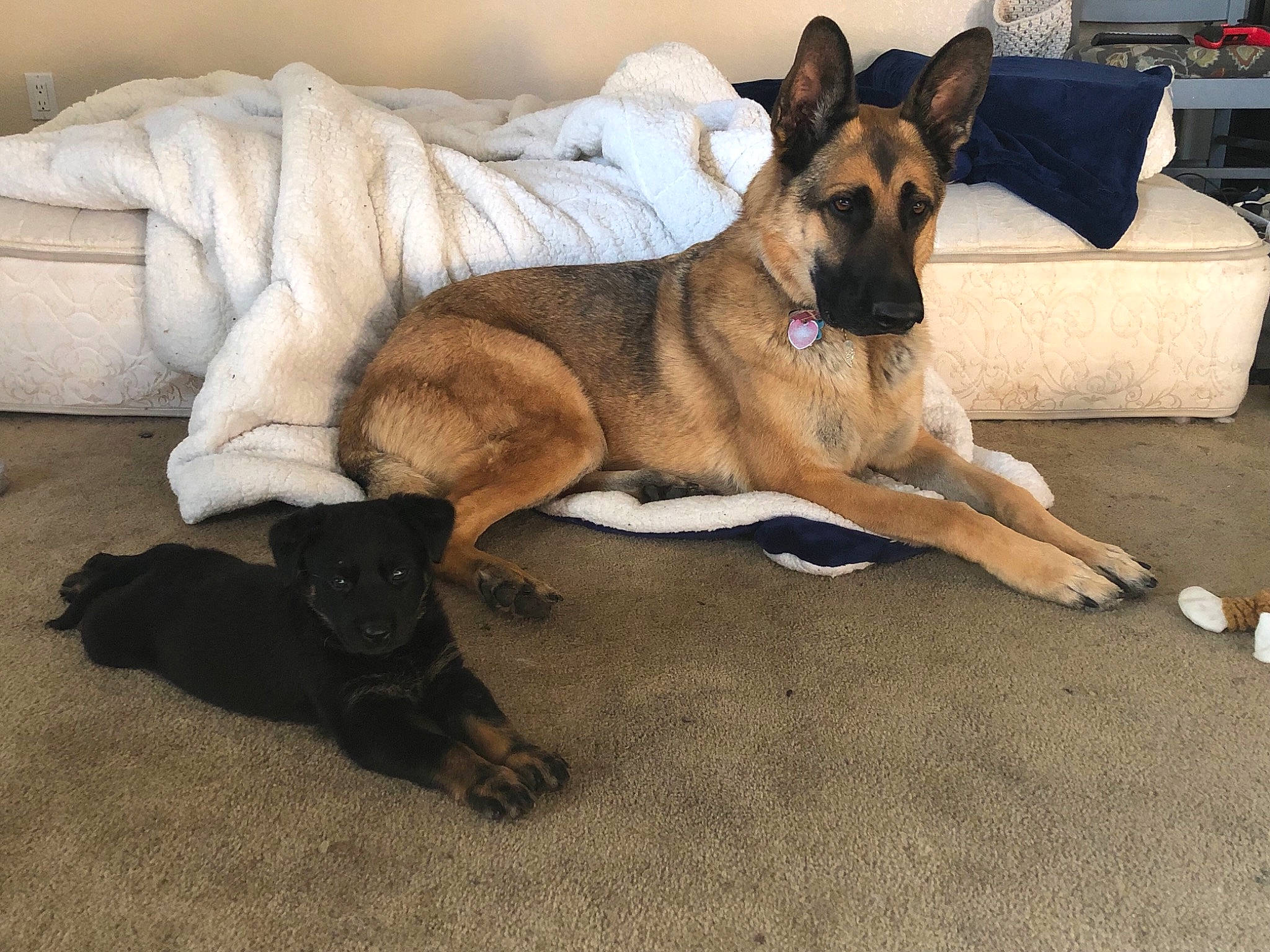 Scarlett joined the competition — help win amazing prizes! belgian_shepherd, belgian_shepherd_malinois, canidae, carnivore, dog, dog_breed, east_european_shepherd, fawn, german_shepherd_dog, king_shepherd, mammal, old_german_shepherd_dog, police_dog, rare_breed_dog, vertebrate