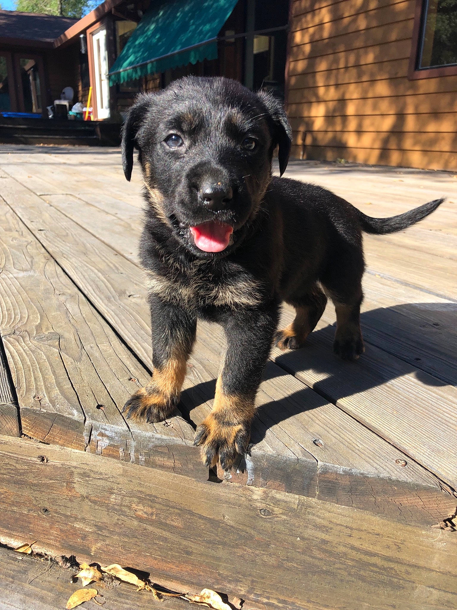 Scarlett joined the competition — help win amazing prizes! borador, canidae, carnivore, dog, dog_breed, labrador_retriever, mammal, patterdale_terrier, retriever, snout, sporting_group, street_dog, tail, vertebrate