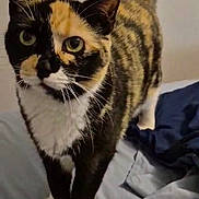 Jazzy joined the competition — help win amazing prizes! cat, calico, pet, animal, fur, whiskers, bed, blanket, indoor, curious, cute, feline, paws, tail, domestic, mammal, closeup, looking, standing, eyes