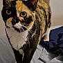 cat, calico, pet, animal, fur, whiskers, bed, blanket, indoor, curious, cute, feline, paws, tail, domestic, mammal, closeup, looking, standing, eyes