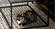 Bagheera joined the competition — help win amazing prizes! cat, tortoiseshell_cat, table, wooden_table, metal_legs, rug, patterned_rug, floor, shelf, books, indoor, home, pet, animal, furniture, curious, resting, cozy, decor, living_room