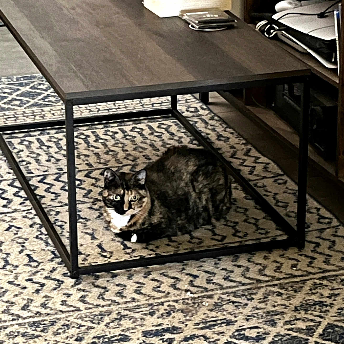 Bagheera