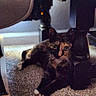 Bagheera joined the competition — help win amazing prizes! cat, tortoiseshell_cat, carpet, furniture, table_leg, indoor, pet, animal, curious, relaxed, floor, cozy, wood, domestic, mammal, whiskers, ears, paws, shadow, light