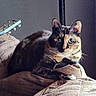 Bagheera is registered to the contest to win money with this photo: cat, tortoiseshell_cat, pet, animal, indoor, blanket, quilt, furniture, guitar, musical_instrument, relaxing, curious, fur, whiskers, ears, eyes, cozy, soft, resting, home