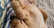 Sumo is registered to the contest to win money with this photo: animal, bed, blanket, comfort, cozy, cute, dog, ears, fur, golden_retriever, indoors, napping, paws, pet, puppy, relaxed, resting, sleeping, striped, young_dog