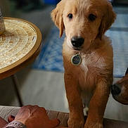 Sumo is registered to the contest to win money with this photo: canine, collar, couch, curious, dog, domestic_animal, fur, furniture, golden_retriever, hand, indoor, legs, living_room, person, pet, puppy, rug, table, tag, wood_floor
