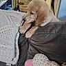 Sumo is registered to the contest to win money with this photo: animal, blanket, couch, cozy, cute, dog, floor, furniture, golden_retriever, home, indoor, interior, knitted, living_room, person, pet, pillow, puppy, resting, table